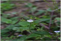 Mazus pumilus